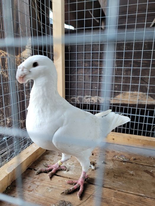 Niemiecki Wystawowy Samiczka śliczna.