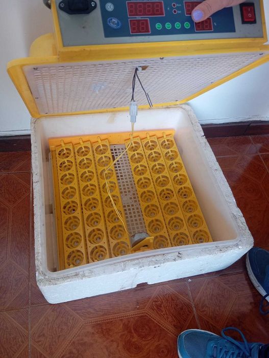 Chocadeira para animais