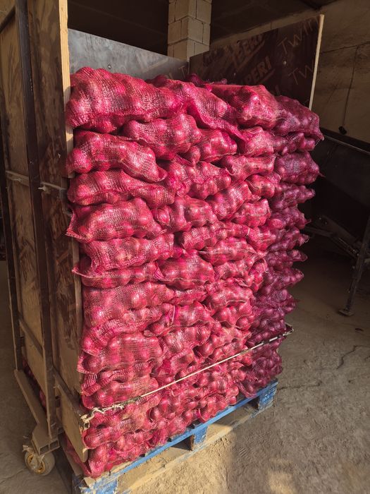 Cebula czerwona kal. 50-80 fazer