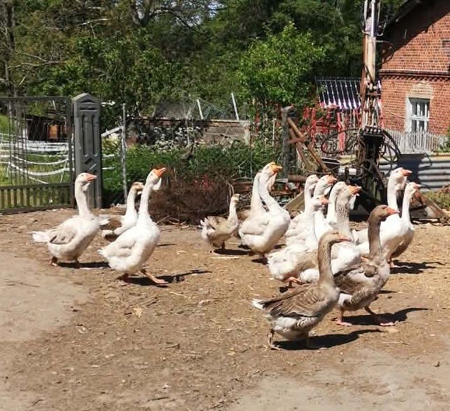 Chołmogor, chołmogory, gęsi, gąsiory, gęś