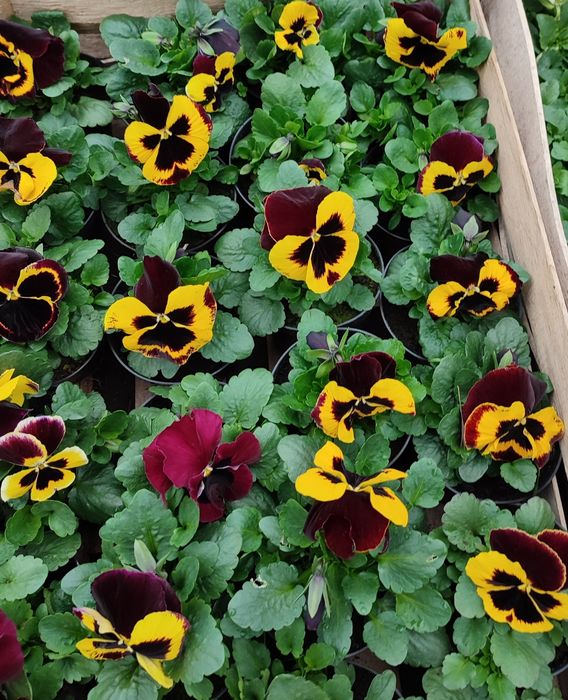 Bratki od Producenta