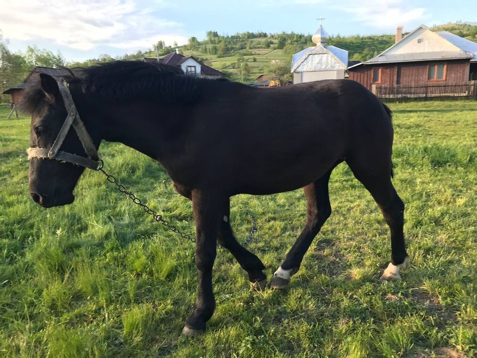 Лошичка чорна 10 міс