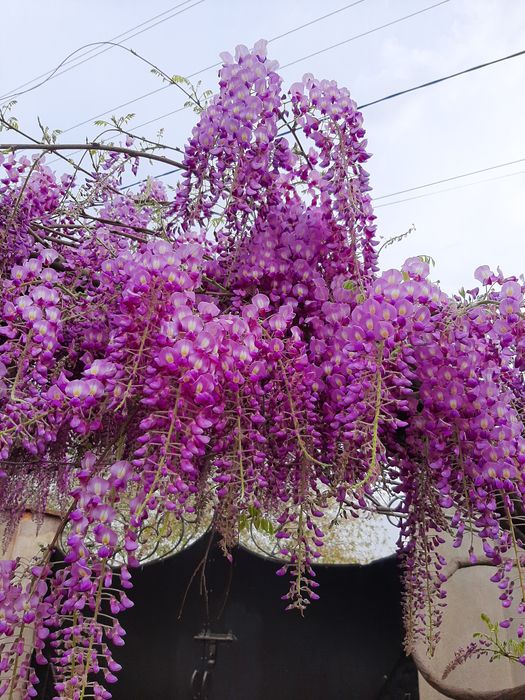 Продам семена глицинии