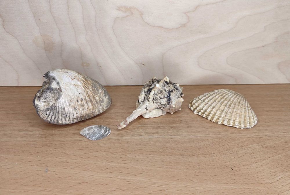 Коллекция Камней и Окаменелостей