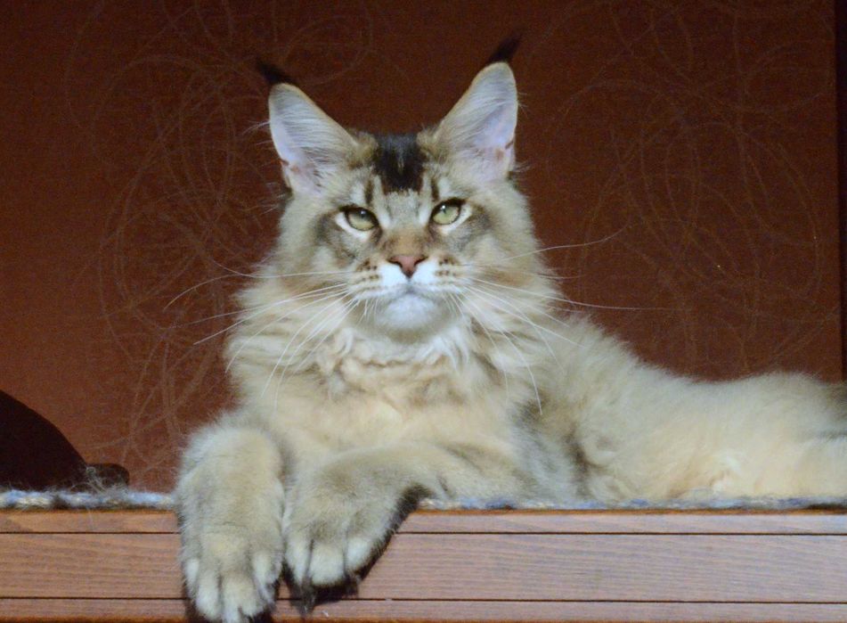 Золотко! Мальчик мейн кун.