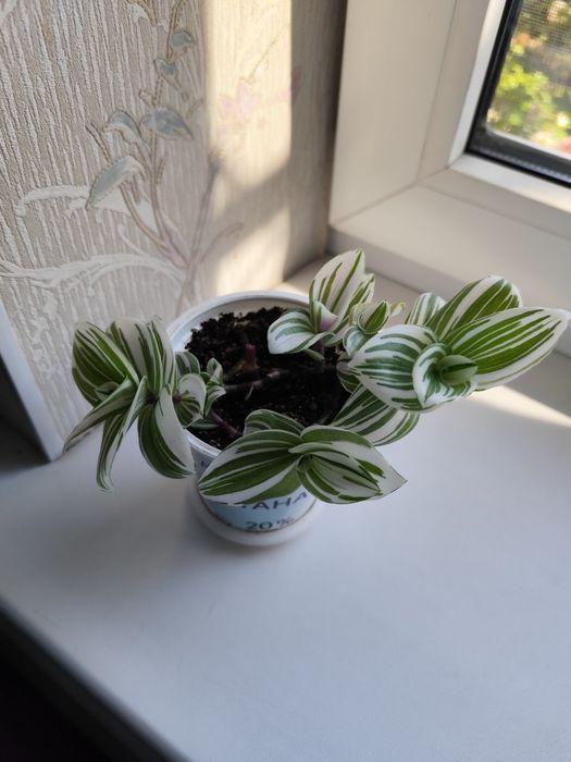 Традесканція, традесканция