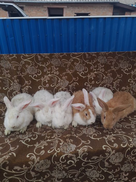 Продам кроликів метіси