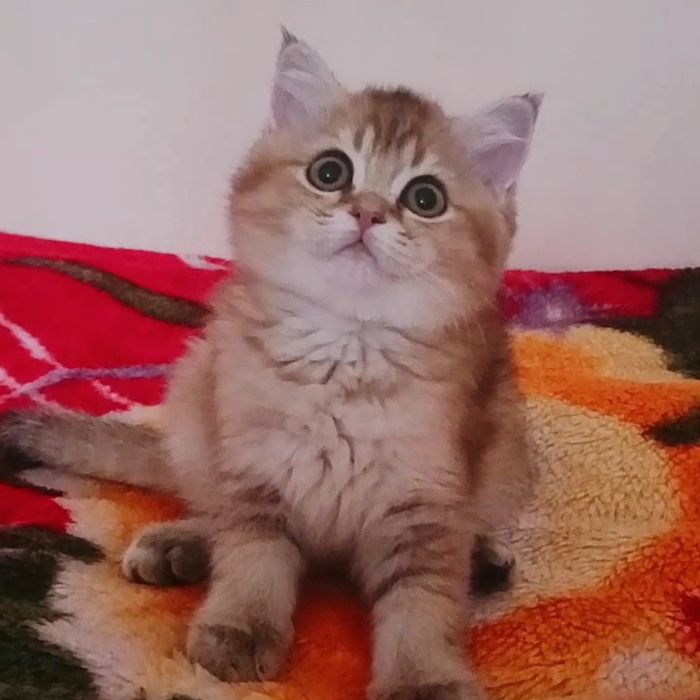 Британська  золота я шиншилла