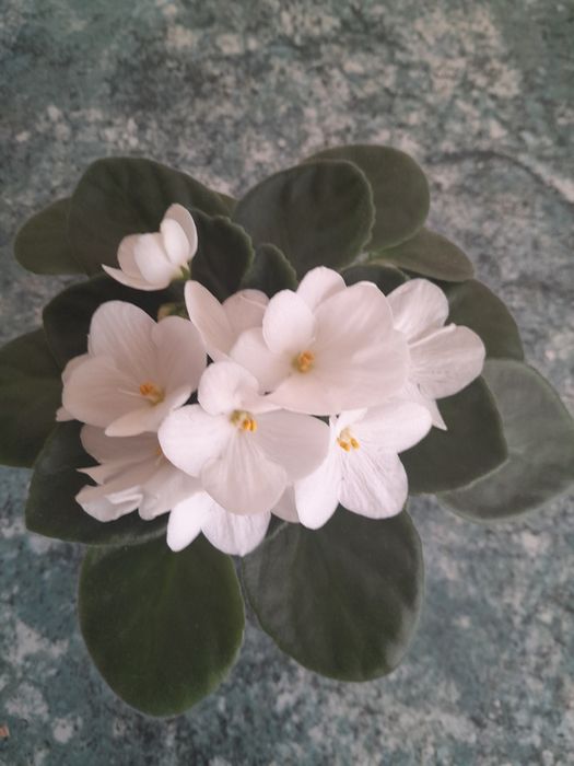 Красиві фіалки кімнатні