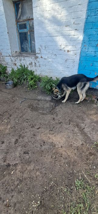 Віддам в добрі руки
