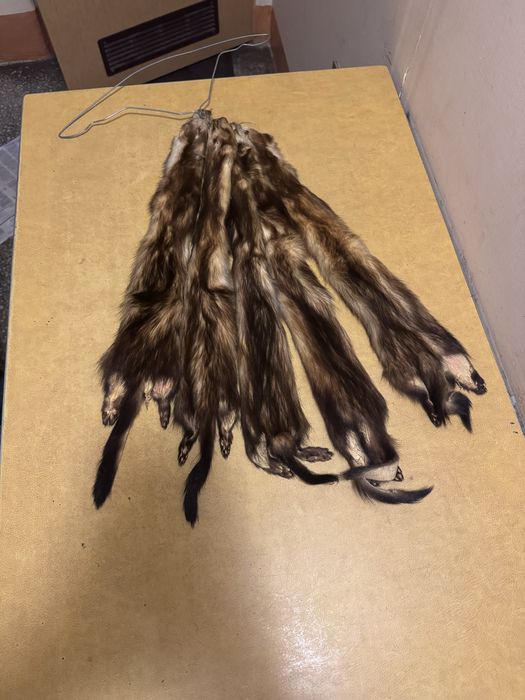 Futerka z tchórzofredki