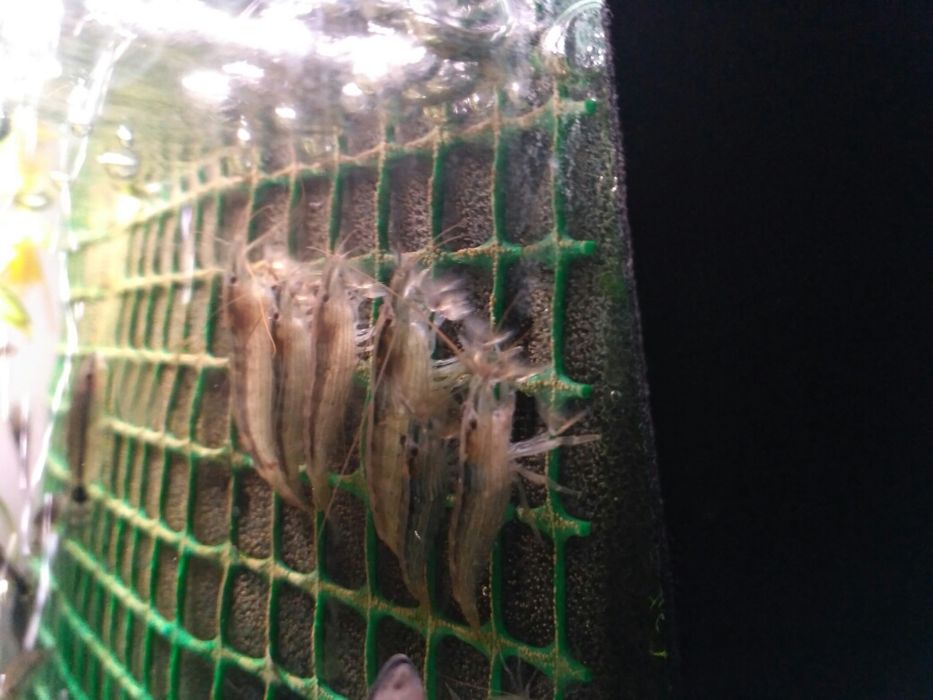 Krewetka filtrująca .