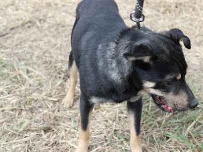 Віддаємо маленького песика