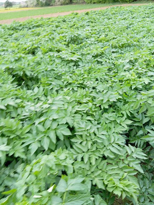 nasiona arcydzięgiel zbiór 2024