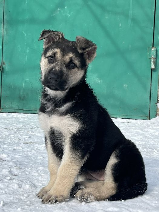 Східноєвропейська вівчарка