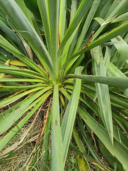 Juka ogrodowa biała