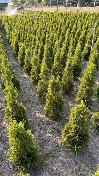 Tuja, tuje szmaragd. Duże, zdrowe sadzonki- wybierz sam .