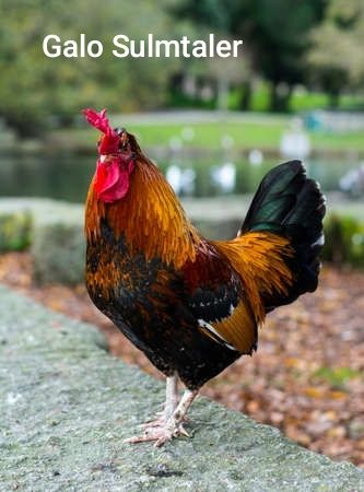 Ovos e pintos , Malines e Sulmtaler