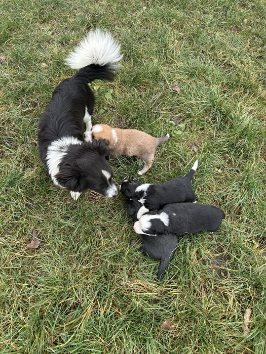 Відам в добрі руки цуценят, осталось дві дівчинки.