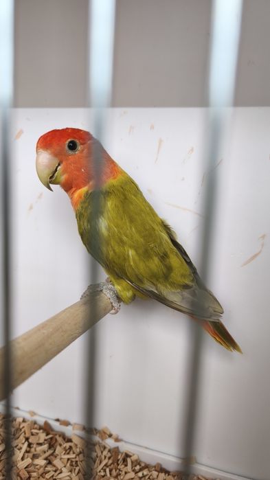 Agapornis roseicollis