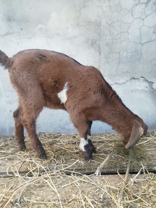 Племенной козлик