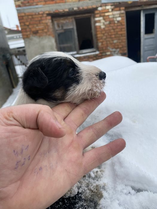 Фокси шукають господарів