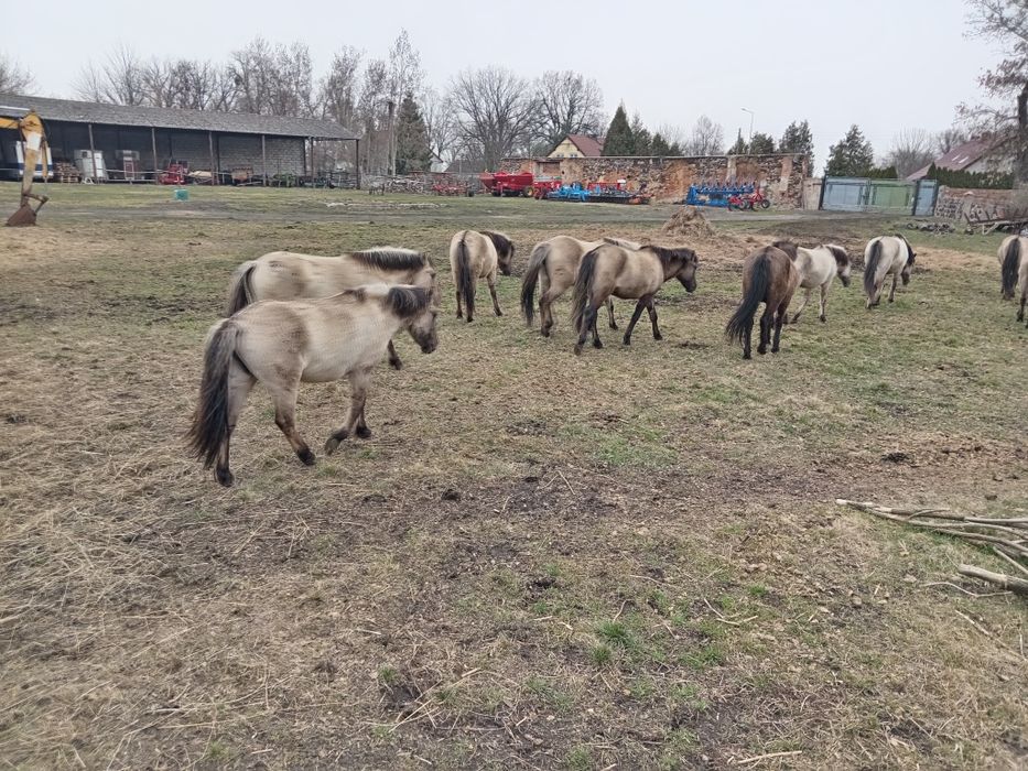 Klacze konik polski