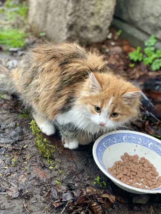 Кошеня (кішка, киця, дівчинка, котенок, кошка, девочка)