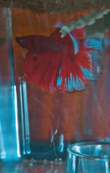 Vendo betta macho
