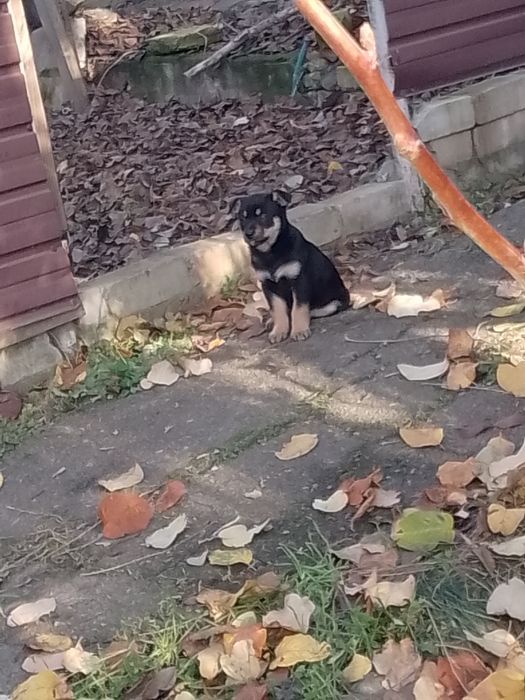 Щенки,два гладкошерстных