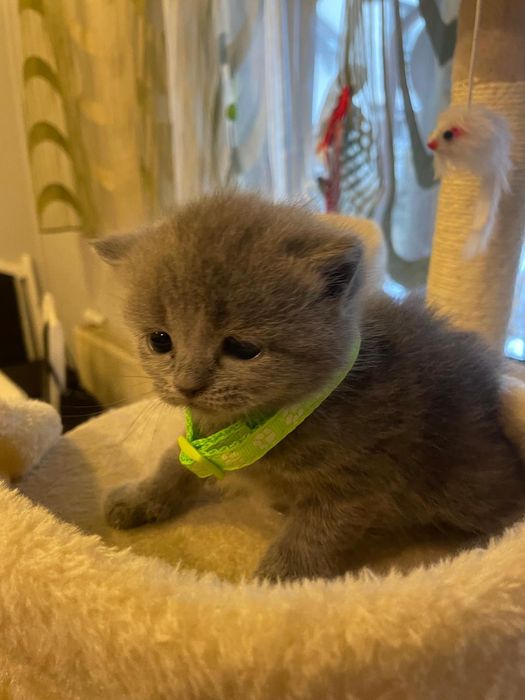 Kocurek brytyjski niebieski piękny zapraszam