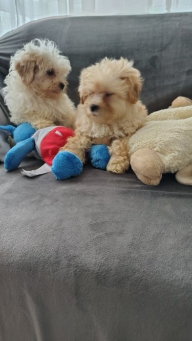 Maltipoo śliczna suczka Warszawa pudel maltańczyk