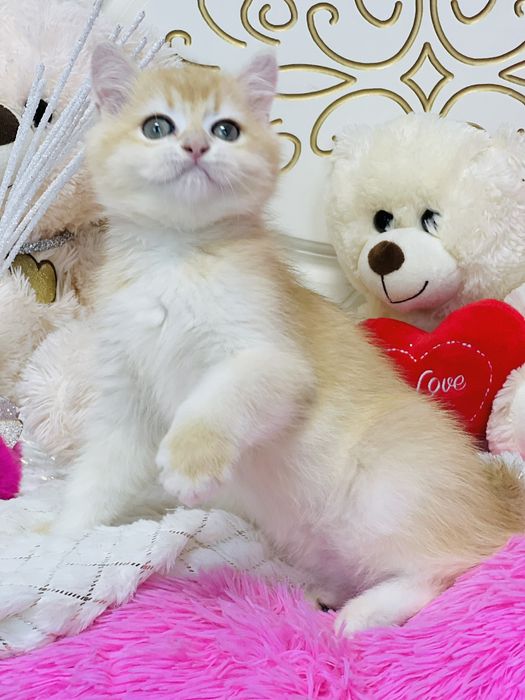 Британська золота шиншилла