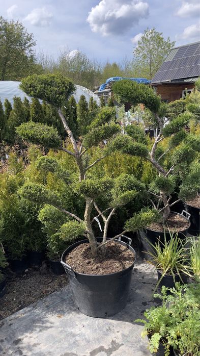 Bonsai jałowiec/cis/ostrokrzew/sosna / drzewa formowane / niwaki / bonsai niskie ceny / dostawa /