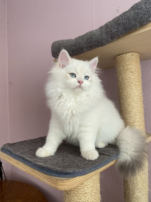 Gato British Longhair Colorpoint Branco