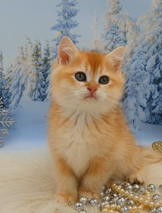 Насичений золотий завуальований британський шиншила ny12