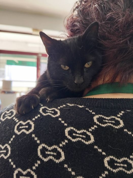 Gatinha de 1 aninho para adopção