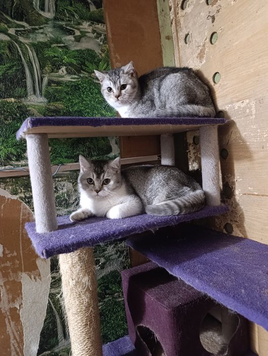 Хлопчики по новорічних цінах