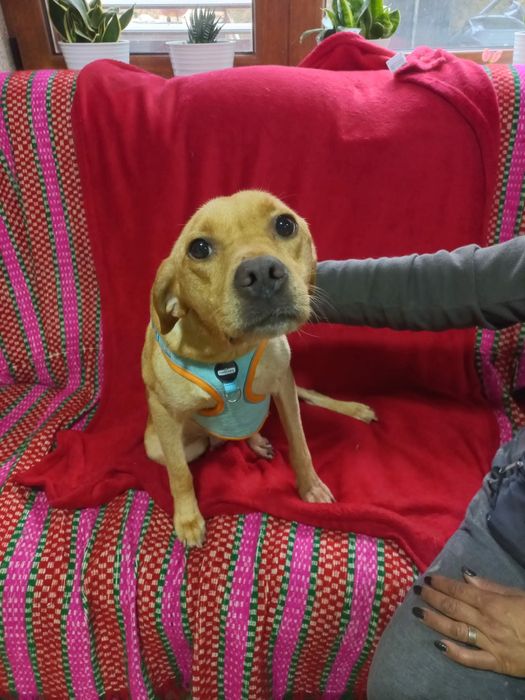 Bebés para adoção