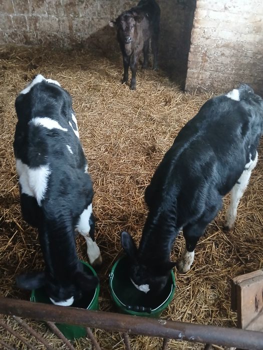 Byczki cielaki sprzedam 4-5 tygodni