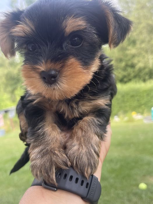 Yorkshire Terrier