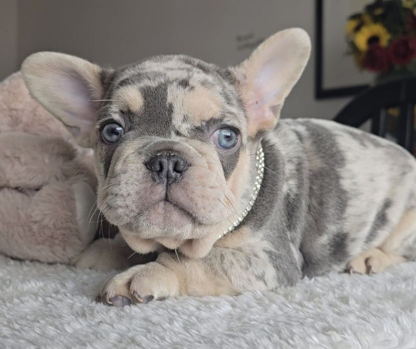 Bulldog Francês Lilac exelente genética