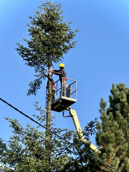 Wycinka drzew, krzaków, podcinanie drzew z podnośnika