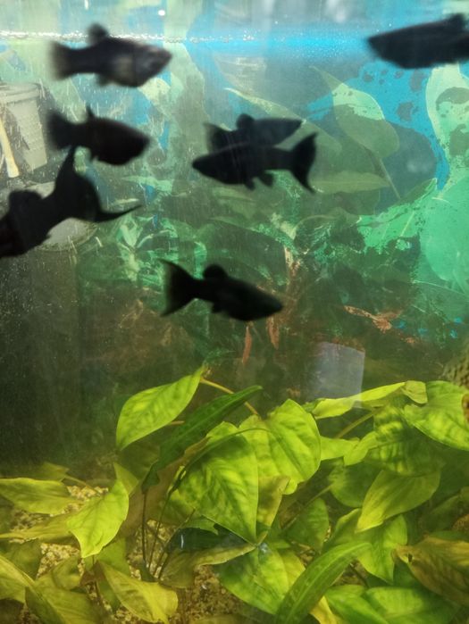 Рибки акваріумні Молінезій чорна