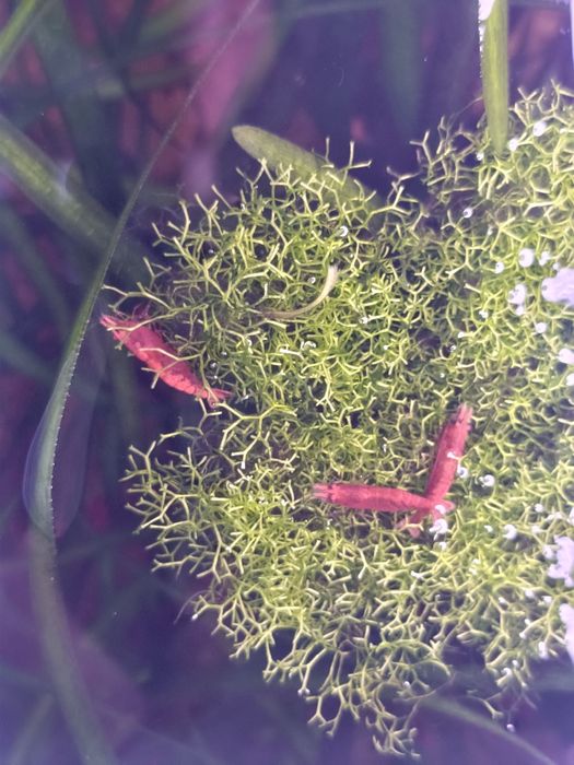 Aquário com movel completo de 200 litros