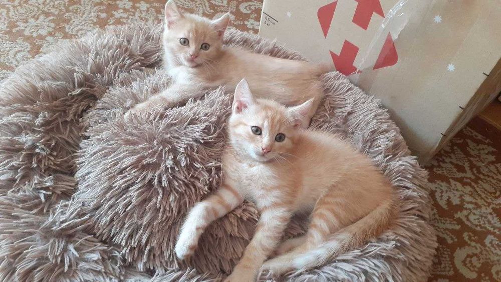 Віддамо котенят в добрі руки