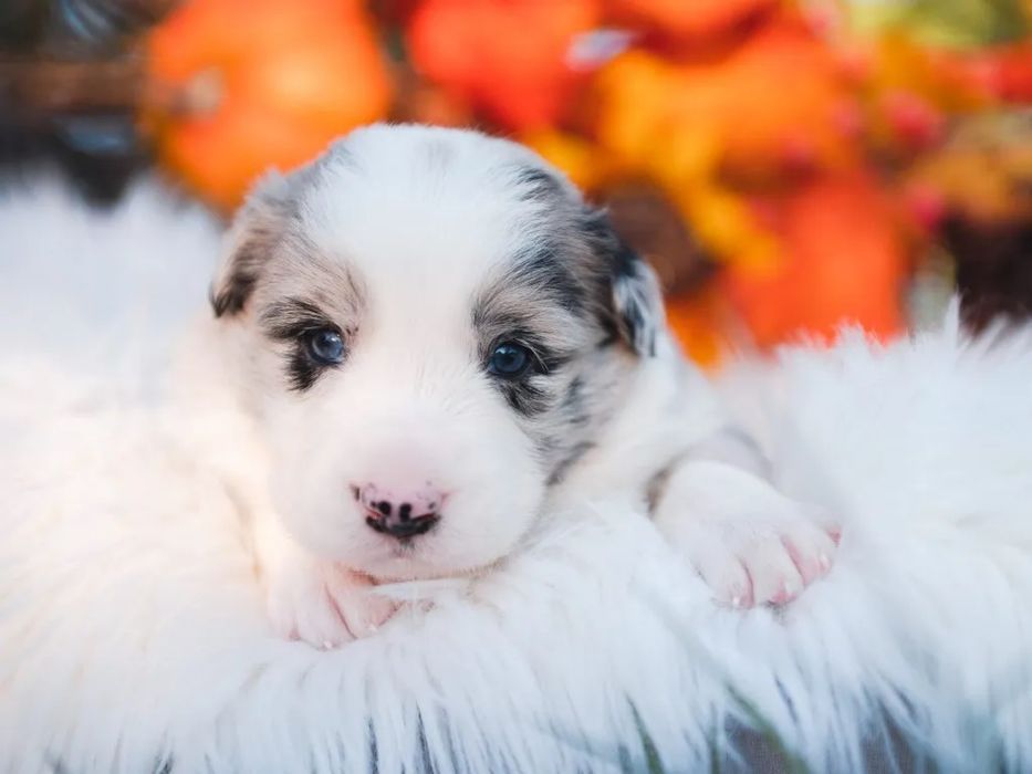 Border Collie Azul Merle