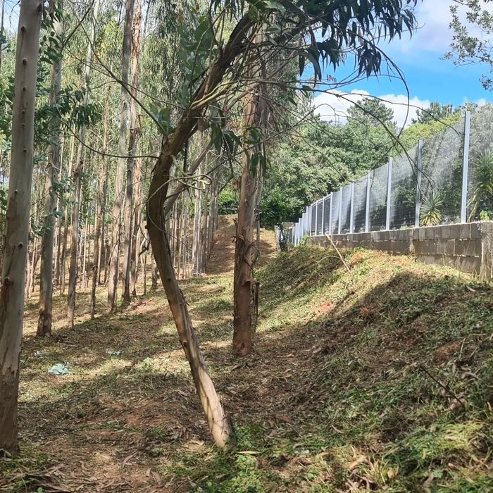 Limpeza / Desmatação de mato em terrenos