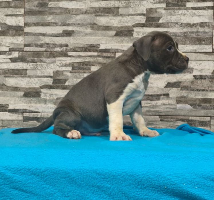 American Staffordshire Terrier Macho blue