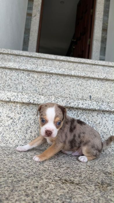 Chihuahua cor merle